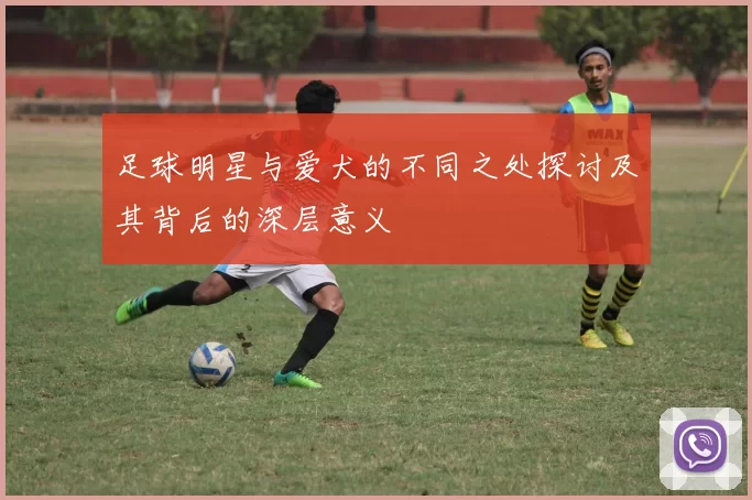 足球明星与爱犬的不同之处探讨及其背后的深层意义